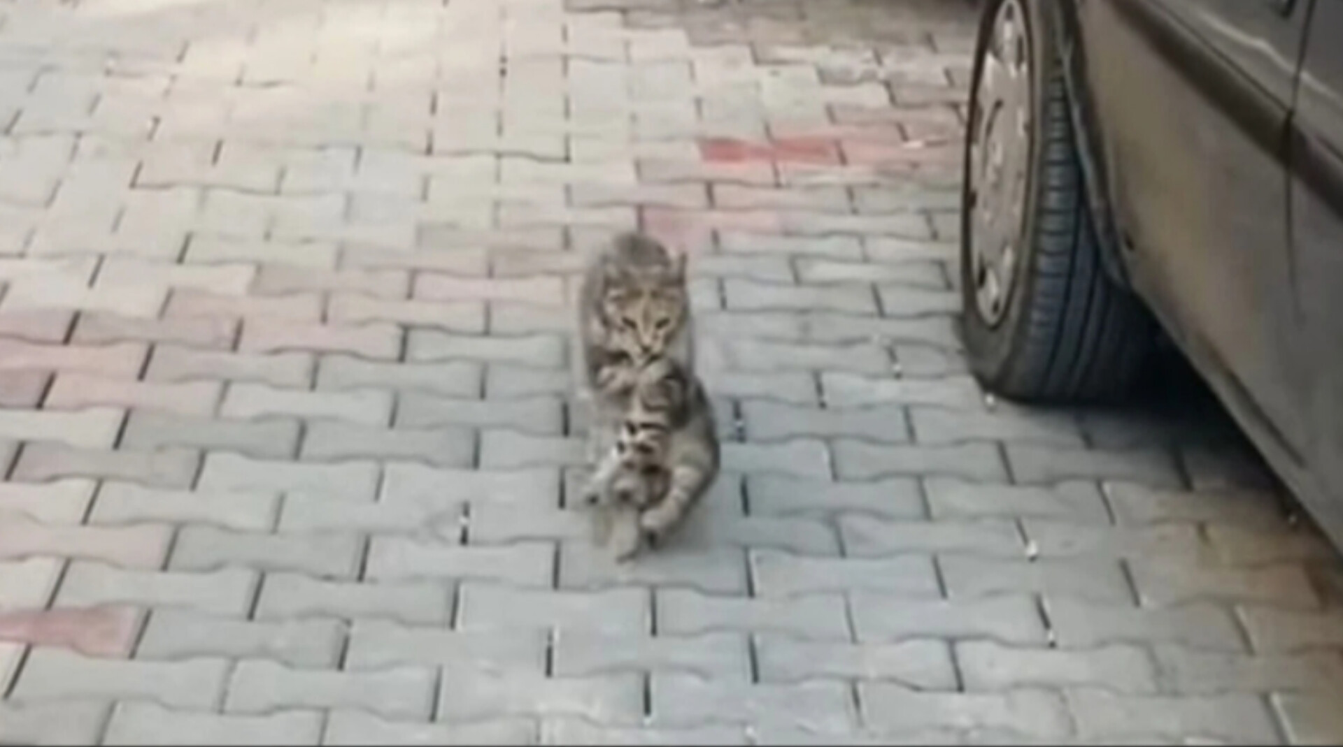 YARALI YAVRUSUNU  VETER?NERE GTRD